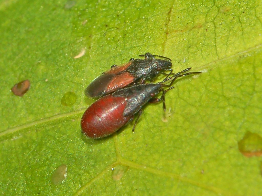 Neanidi di Pyrrhocoris apterus?